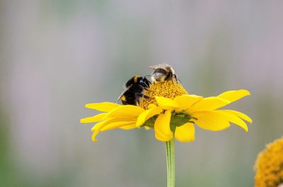 Bee pollinating flower