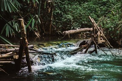 Scenic view of waterfall in forest