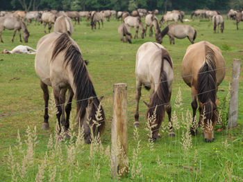 Wild horses in germany