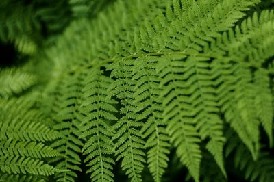 Full frame shot of fern leaves