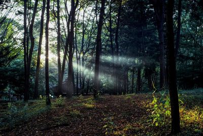 Trees in forest during autumn