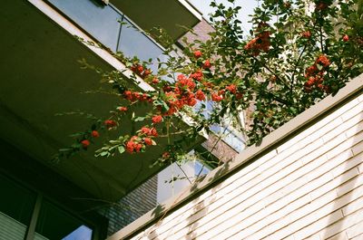 Low angle view of flowering plant by building