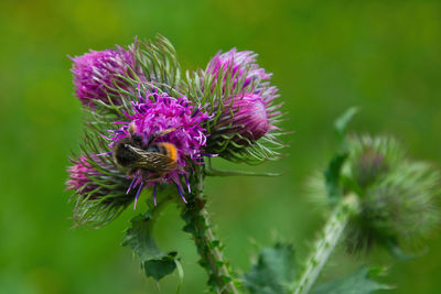 Bumblebee and thistle