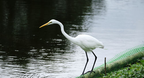 Side view of a bird in water