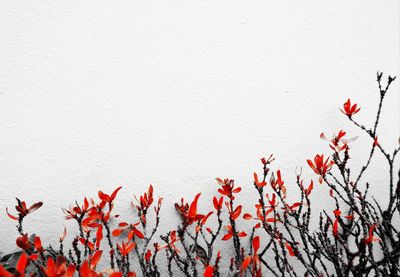 Close-up of red flowering plant against wall