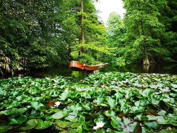 View of plants in forest