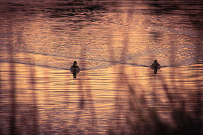 Ducks swimming on lake during sunset