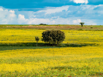 Scenic view of field against cloudy sky