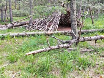 Trees on field in forest