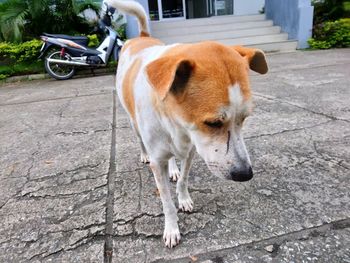 View of a dog on sidewalk