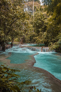 Scenic view of river flowing through forest