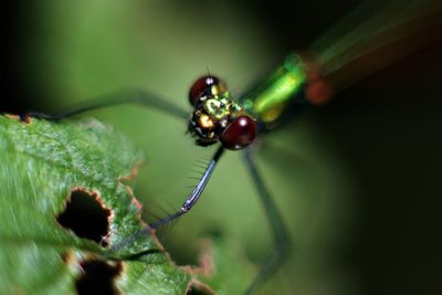 Close-up of insect on plant