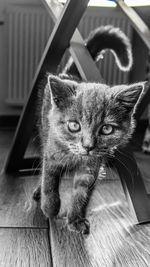 Close-up portrait of cat at home