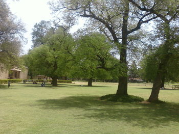 Trees in park