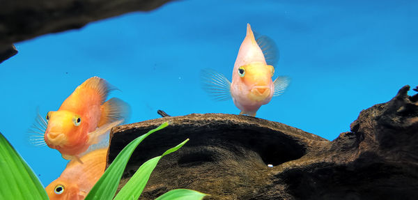 Close-up of fish swimming in water