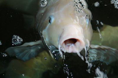 Close-up of fish swimming in water