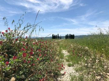 Plants growing on field against sky