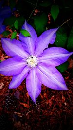 Close-up of purple flower