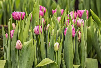 Pink tulips on a flower bed in the garden. spring. blooming