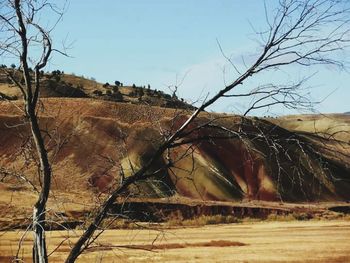 Bare trees on landscape against sky