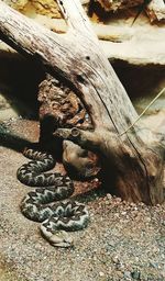 Close-up of snake on wood