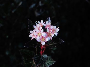 Close-up of flowers against blurred background