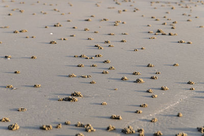 High angle view of birds on beach