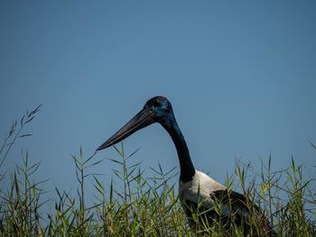 Jabiru black-necked stork in wetlands darwin, australia, bird against blue sky
