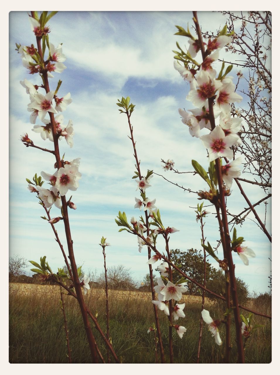 flower, growth, freshness, transfer print, fragility, beauty in nature, sky, nature, plant, stem, auto post production filter, field, blooming, petal, blossom, in bloom, flower head, low angle view, day, springtime