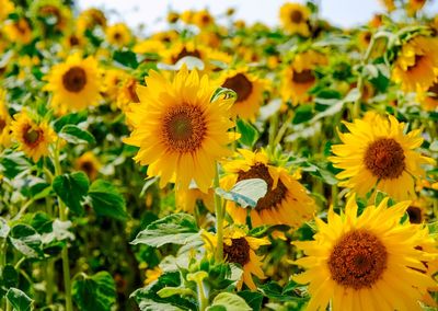 Close-up of sunflowers on flowering plant