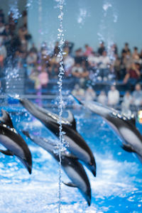 Close-up of people swimming in pool