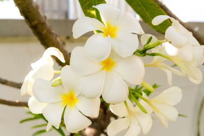 Close-up of white cherry blossom tree