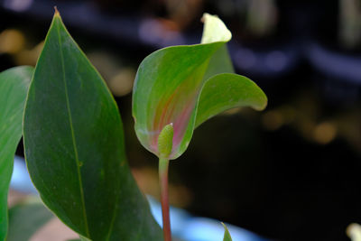 Close-up of green leaves