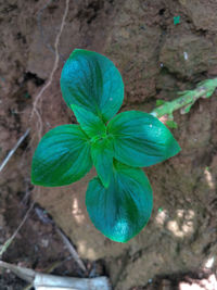 High angle view of plant growing on field