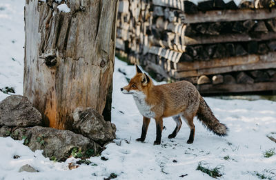 Cat standing on tree trunk