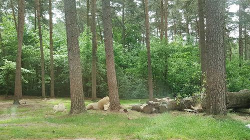 Trees in forest