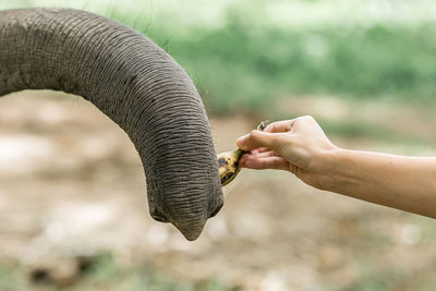 Close-up of hand holding elephant