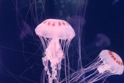 Close-up of jellyfish in sea