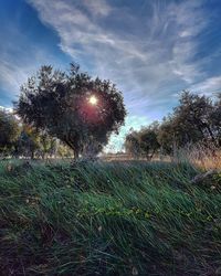 Trees on field against sky