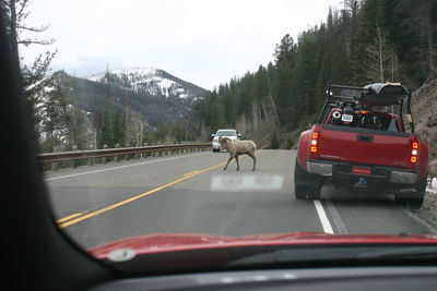 Cars on road seen through car windshield