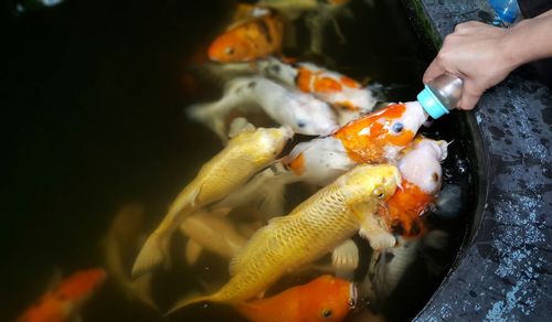 Cropped hand of person feeding koi carps in pond