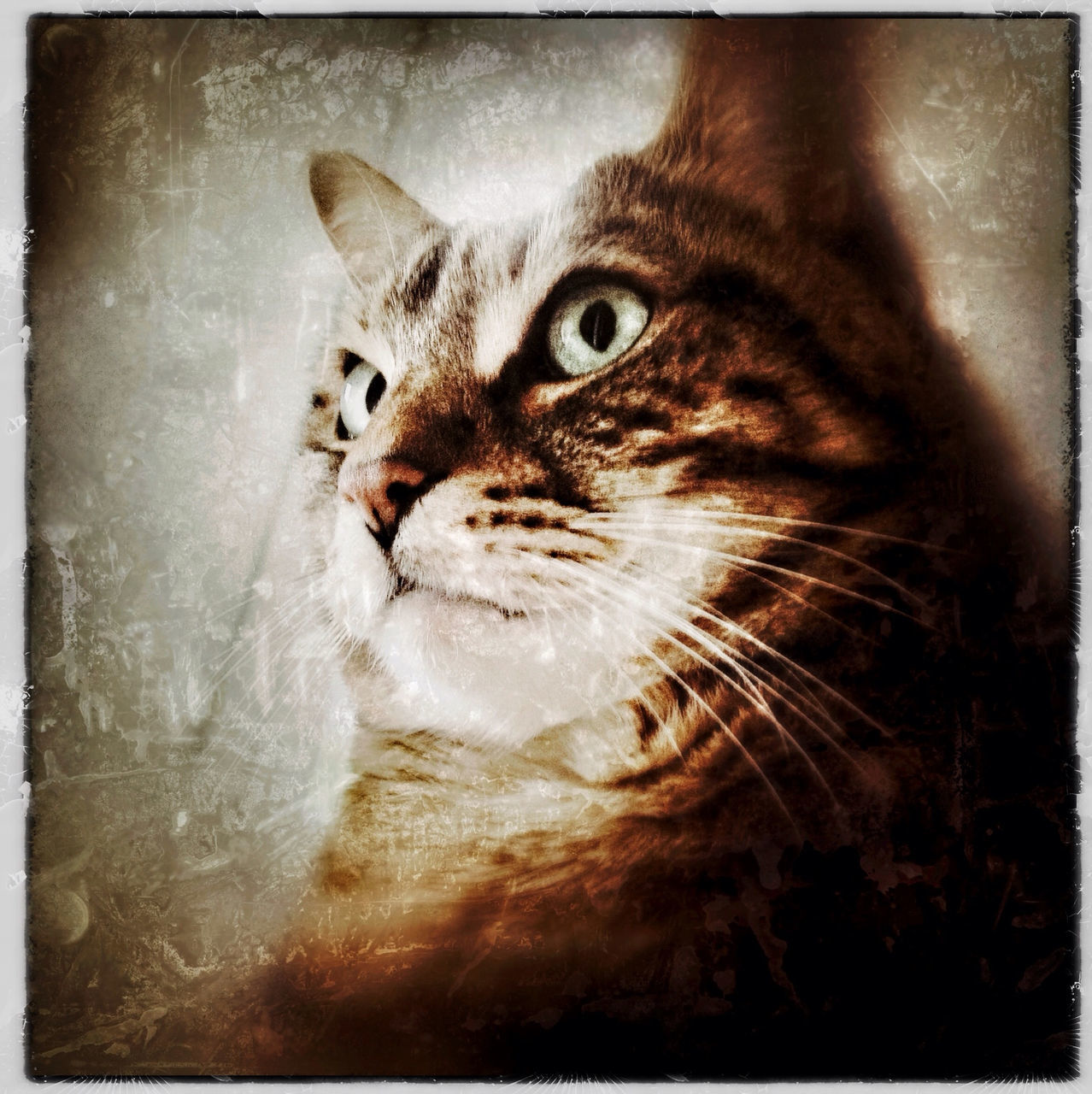 transfer print, one animal, animal themes, auto post production filter, domestic cat, pets, cat, domestic animals, indoors, feline, close-up, portrait, whisker, looking at camera, mammal, animal head, staring, no people, high angle view, alertness
