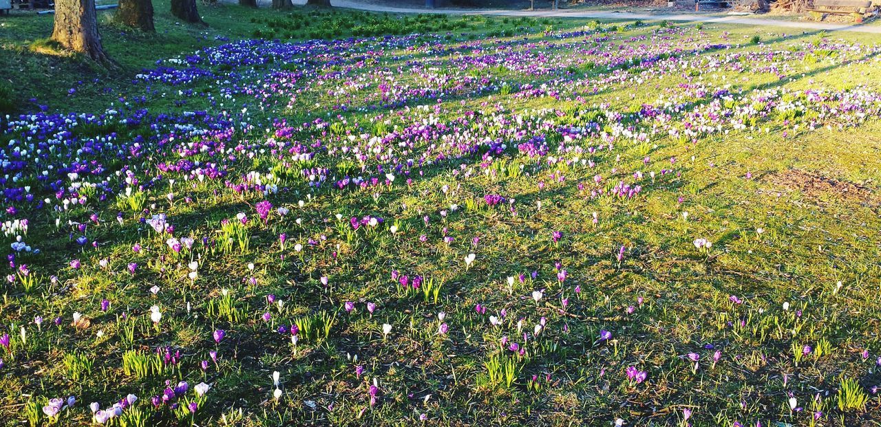 flower, freshness, growth, beauty in nature, field, abundance, fragility, flowerbed, plant, nature, blooming, purple, petal, in bloom, high angle view, grass, multi colored, tranquility, day, springtime