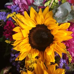 Close-up of sunflower