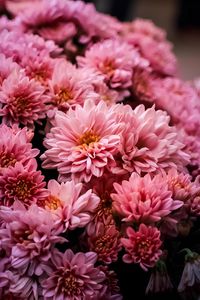 Close-up of pink flowering plants