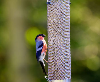 Male bullfinch, pyrrhula pyrrhula, perched on a feeder.