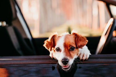 Portrait of dog