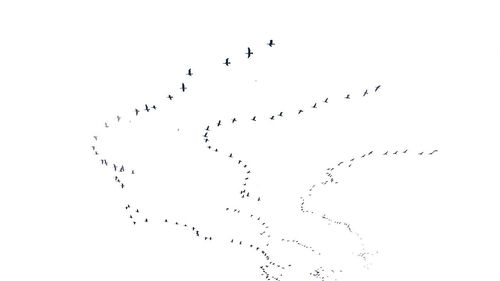 Low angle view of birds flying in sky