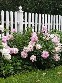 White flowering plants in cemetery