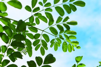 Low angle view of leaves against sky
